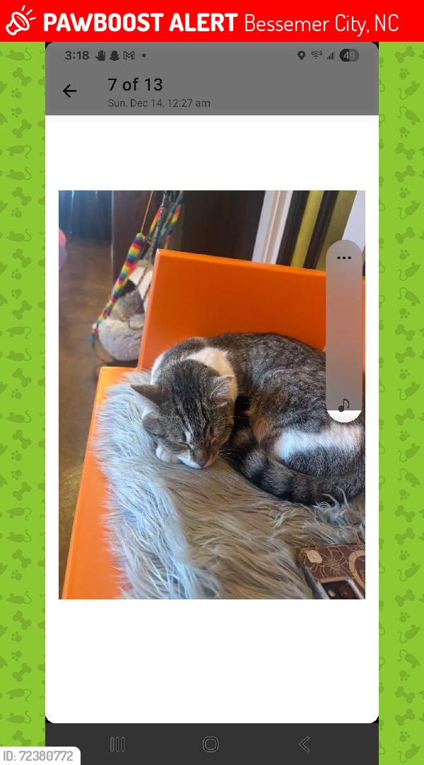 Lost Female Cat last seen E lee street, Bessemer City, NC 28016