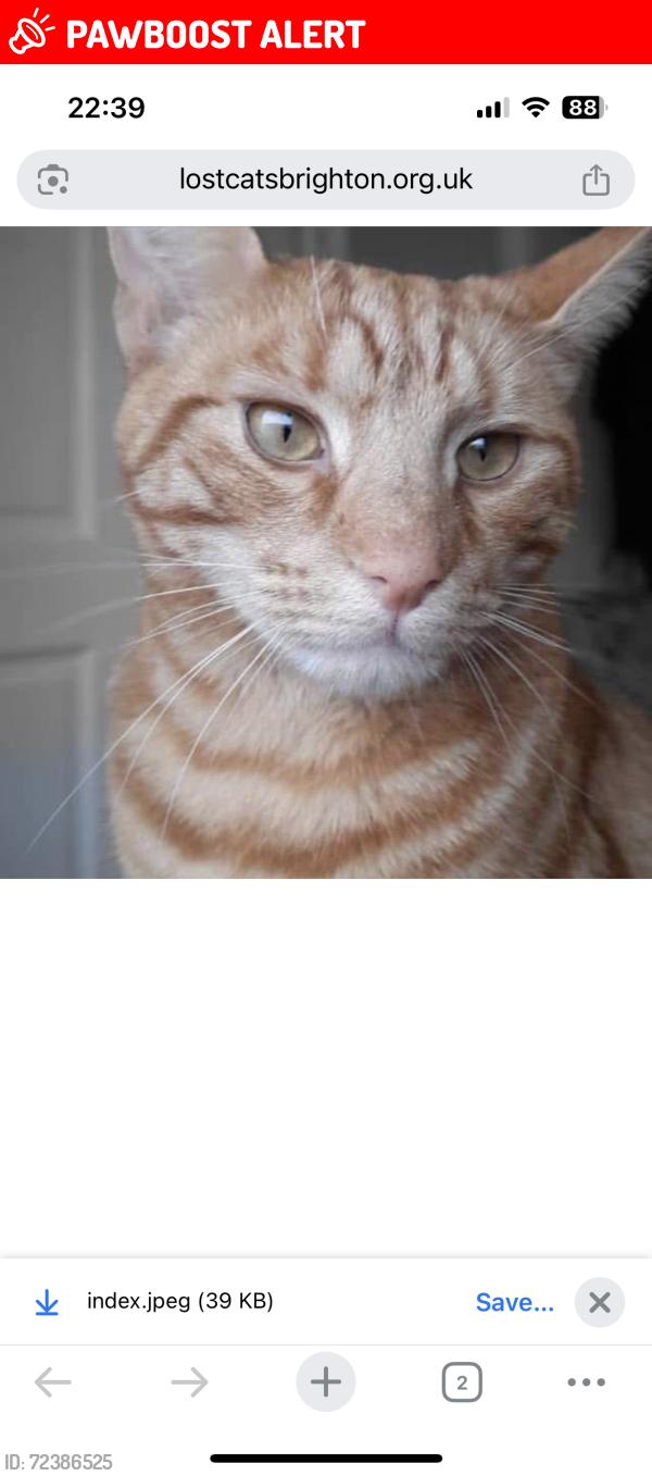 Lost Male Cat last seen Portslade , Brighton and Hove, England BN41