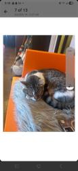 Lost Female Cat last seen E lee street, Bessemer City, NC 28016