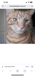 Lost Male Cat last seen Portslade , Brighton and Hove, England BN41