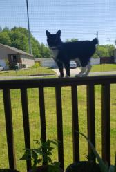 Lost Male Cat last seen Neighborhood in between Antioch and Abutment., Dalton, GA 30721