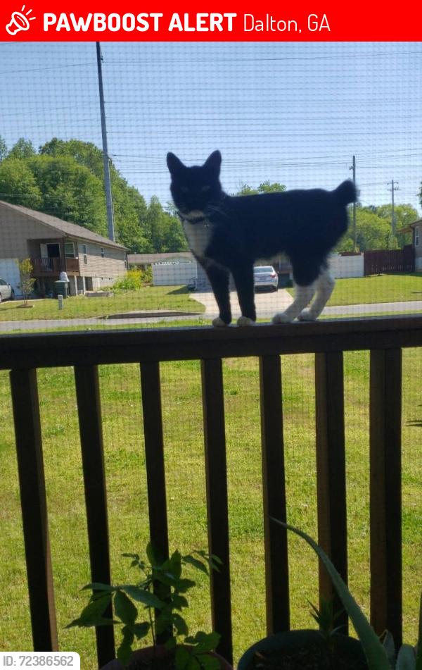 Lost Male Cat last seen Neighborhood in between Antioch and Abutment., Dalton, GA 30721