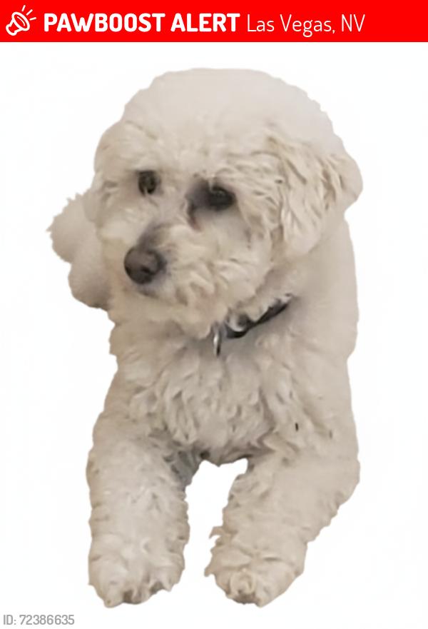 Lost Male Dog last seen La pasada ave. El camino st, Las Vegas, NV 89102