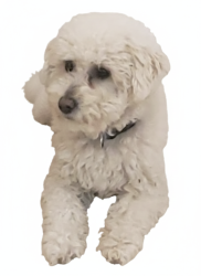 Lost Male Dog last seen La pasada ave. El camino st, Las Vegas, NV 89102
