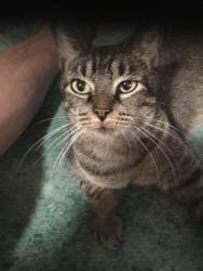 Lost Male Cat last seen Candlewick & Woodglow Circle, San Antonio, TX 78244