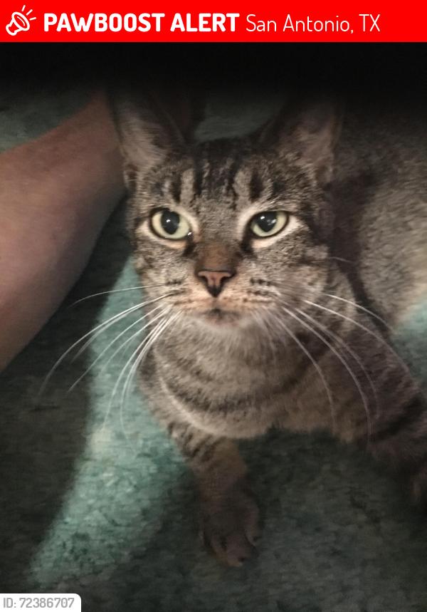 Lost Male Cat last seen Candlewick & Woodglow Circle, San Antonio, TX 78244