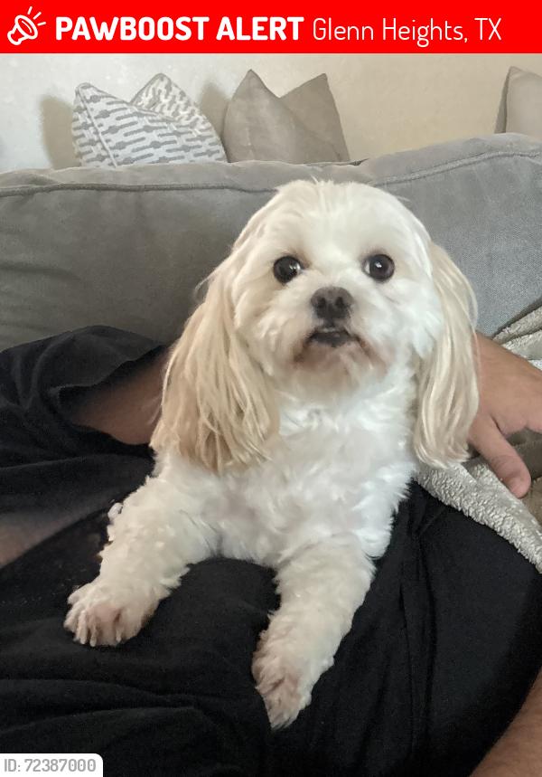 Lost Male Dog last seen Granite Pass & Cinnamon Springs, Glenn Heights, TX 75154