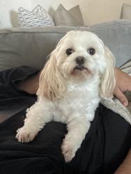 Lost Male Dog last seen Granite Pass & Cinnamon Springs, Glenn Heights, TX 75154