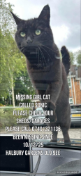 Lost Female Cat last seen , Chadderton, England OL9 9EE