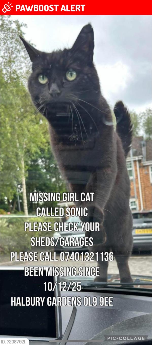 Lost Female Cat last seen , Chadderton, England OL9 9EE