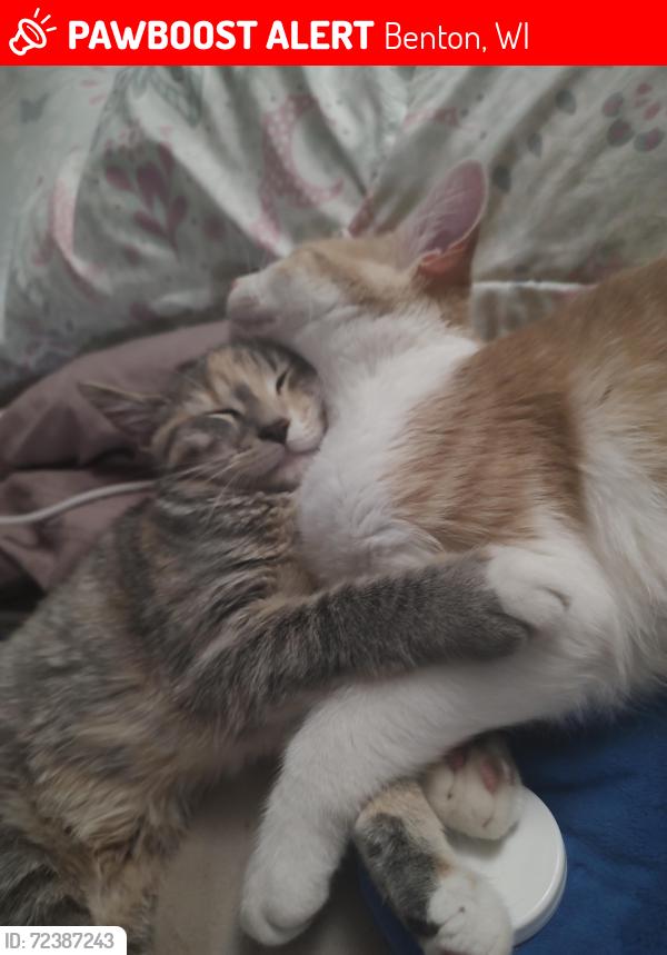 Lost Female Cat last seen By benton thrift store, Benton, WI 53803