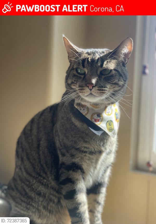 Lost Male Cat last seen Corona, CA --> Cross Streets: Masters Drive and Camino De Salmon St. , Corona, CA 92881