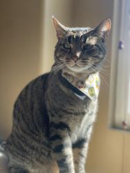 Lost Male Cat last seen Corona, CA --> Cross Streets: Masters Drive and Camino De Salmon St. , Corona, CA 92881