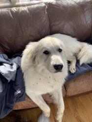Lost Female Dog last seen US 421 and 300 S, Zionsville, Zionsville, IN 46077