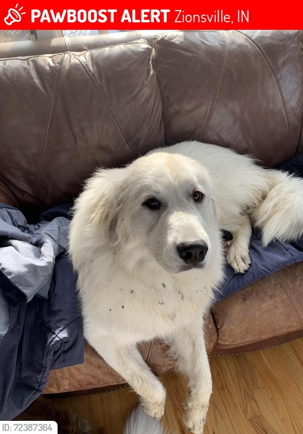 Lost Female Dog last seen US 421 and 300 S, Zionsville, Zionsville, IN 46077