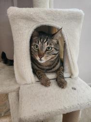 Lost Male Cat last seen Left from a window opened to the background to the bushes behind our house, Chino Hills, CA 91709