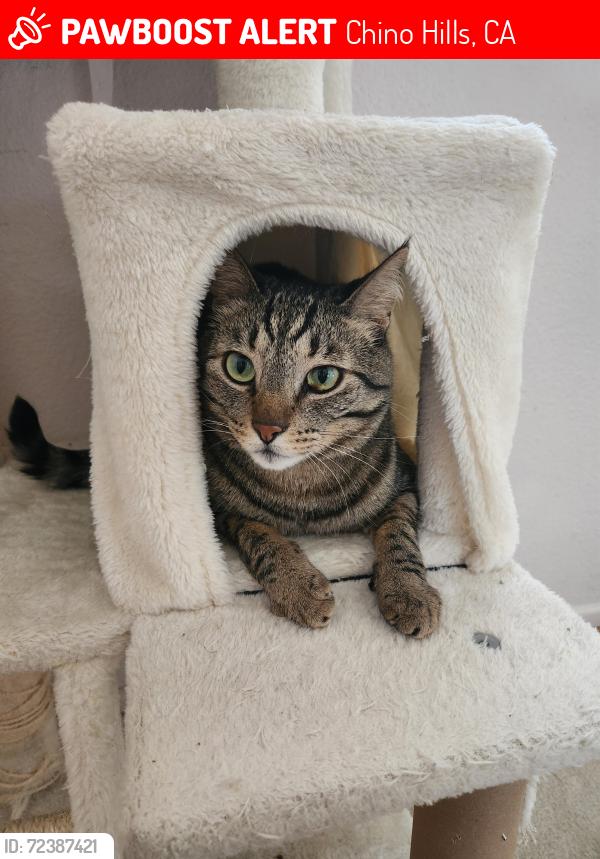 Lost Male Cat last seen Left from a window opened to the background to the bushes behind our house, Chino Hills, CA 91709