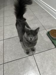Lost Male Cat last seen Crosswinds Pkwy and Headwind Way, Kyle, TX 78640