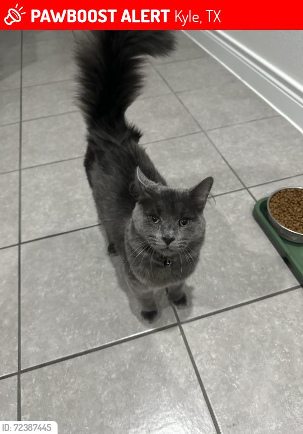 Lost Male Cat last seen Crosswinds Pkwy and Headwind Way, Kyle, TX 78640