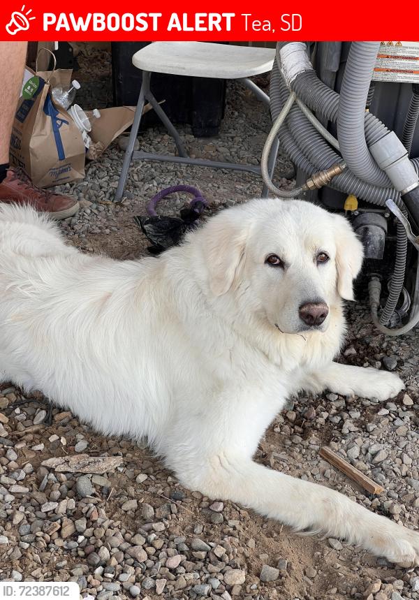 Lost Male Dog last seen Degrees corporation , Tea, SD 57064