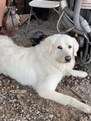 Lost Male Dog last seen Degrees corporation , Tea, SD 57064