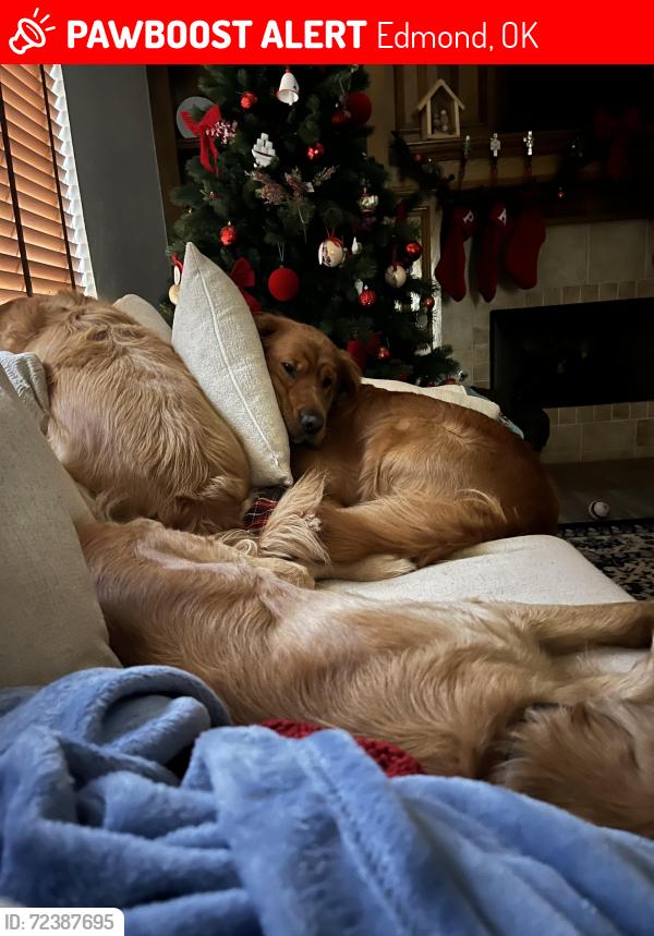 Lost Male Dog last seen May and 150th, Edmond, OK 73013