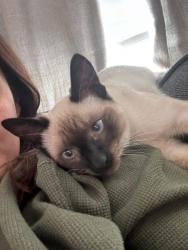 Lost Male Cat last seen Beacon Woods East, Hudson, FL 34667