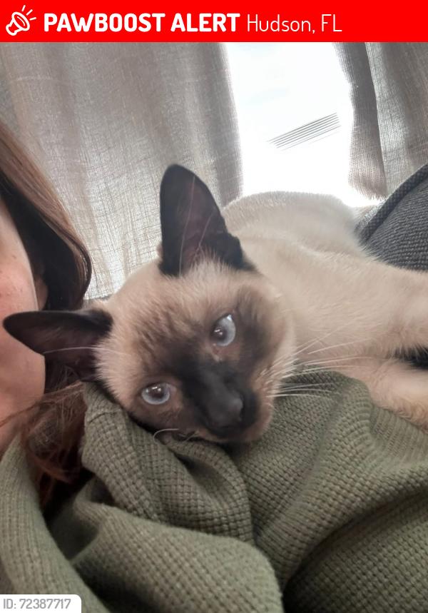 Lost Male Cat last seen Beacon Woods East, Hudson, FL 34667