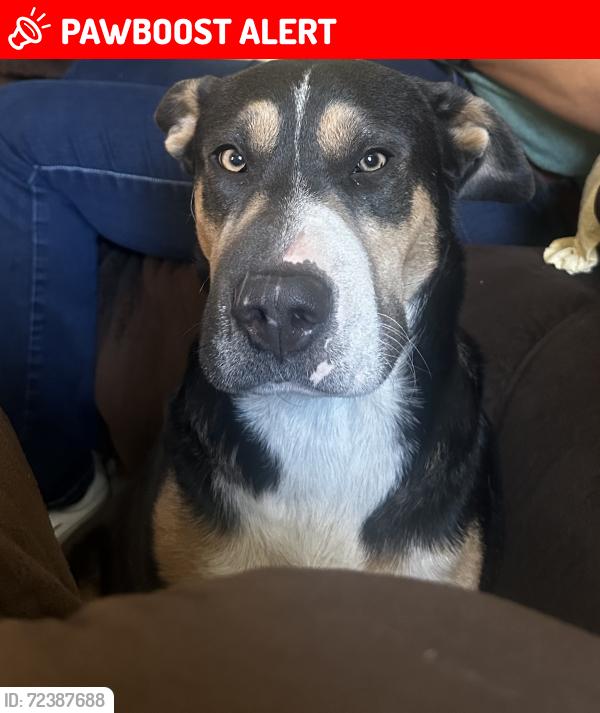 Lost Female Dog last seen Pioneer blvd Santa Fe springs , Santa Fe Springs, CA 90670