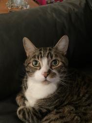 Lost Male Cat last seen Cassia $ Phillpi, Boise, ID 83705