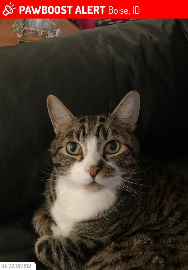 Lost Male Cat last seen Cassia $ Phillpi, Boise, ID 83705
