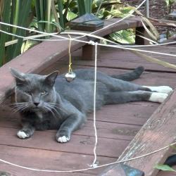 Lost Male Cat last seen Highland and Lyle, Elgin, IL 60123