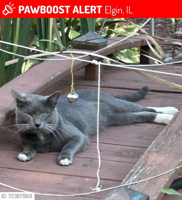 Lost Male Cat last seen Highland and Lyle, Elgin, IL 60123