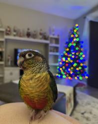 Lost Female Bird last seen Near Bridgeford Crossing BLVD, Davenport, FL 33837