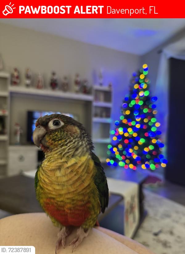 Lost Female Bird last seen Near Bridgeford Crossing BLVD, Davenport, FL 33837