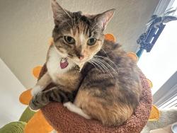 Lost Female Cat last seen Harbor point aparmtments, Dana Point, CA 92629