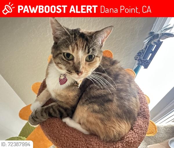 Lost Female Cat last seen Harbor point aparmtments, Dana Point, CA 92629