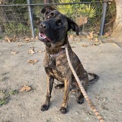 Found/Stray Male Dog last seen bixby knolls park 1101 E San Antonio Dr, Long Beach, CA 90807, Long Beach, CA 90807