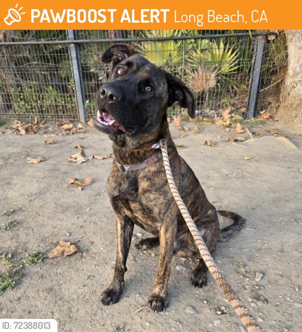 Found/Stray Male Dog last seen bixby knolls park 1101 E San Antonio Dr, Long Beach, CA 90807, Long Beach, CA 90807