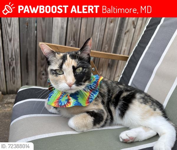 Lost Female Cat last seen N Potomac and E Baltimore , Baltimore, MD 21224