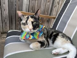 Lost Female Cat last seen N Potomac and E Baltimore , Baltimore, MD 21224