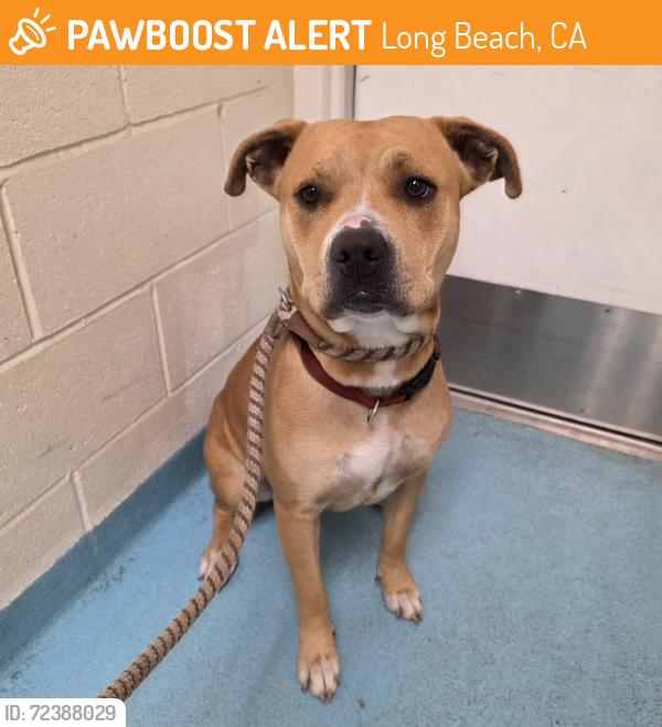Found/Stray Female Dog last seen Near Atlantic Ave, Long Beach, CA 90807, Long Beach, CA 90807