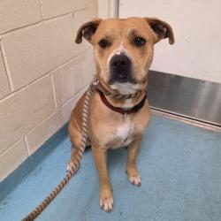 Found/Stray Female Dog last seen Near Atlantic Ave, Long Beach, CA 90807, Long Beach, CA 90807