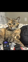 Lost Female Cat last seen Meditation lane , Gilbert, SC 29054