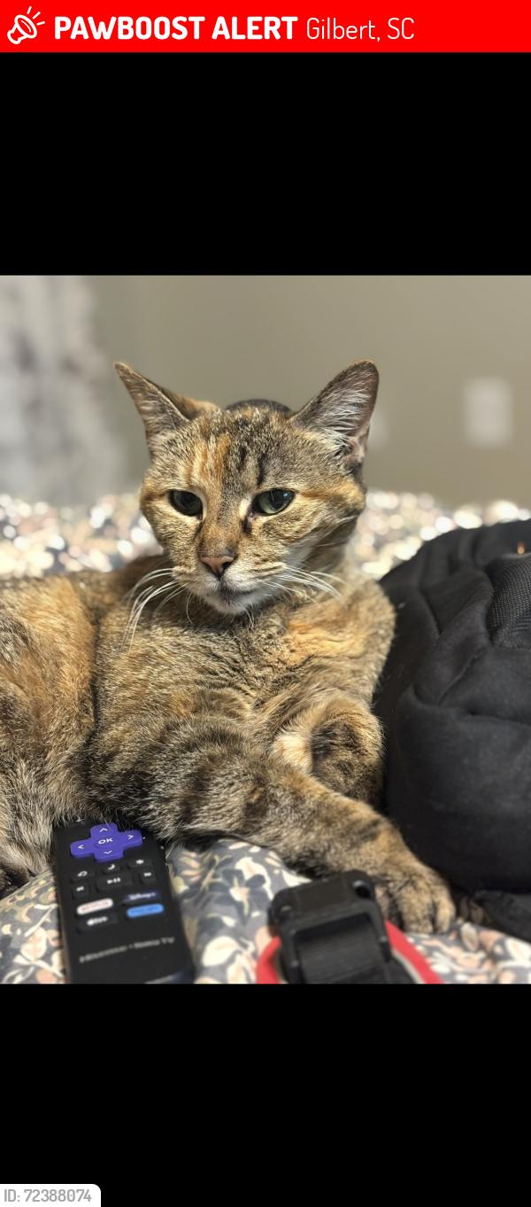 Lost Female Cat last seen Meditation lane , Gilbert, SC 29054