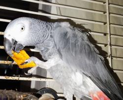 Lost Female Bird last seen Flew south near Cesar Solis Park and maybe across 905 freeway towards San Ysidro high school area, San Diego, CA 92154