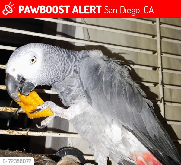 Lost Female Bird last seen Flew south near Cesar Solis Park and maybe across 905 freeway towards San Ysidro high school area, San Diego, CA 92154