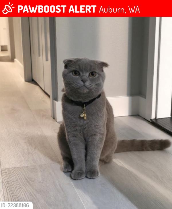 Lost Female Cat last seen Near SE 307th St, Auburn, WA 98092, Auburn, WA 98092