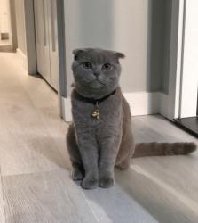 Lost Female Cat last seen Near SE 307th St, Auburn, WA 98092, Auburn, WA 98092