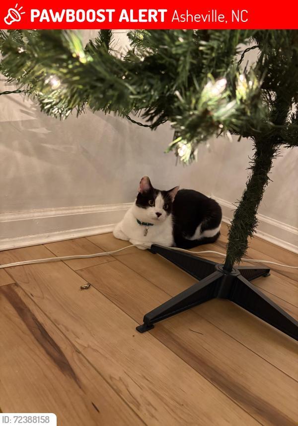 Lost Male Cat last seen Hilltop ice cream , Asheville, NC 28804